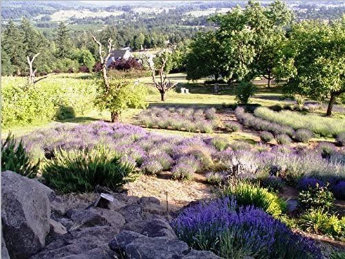 Victoria's Lavender Pillow and Linen Spray — Lavender Essential Oil - Lavender Spray, Mist Handmade in Oregon, Made in USA, Pack of Three 8 Oz Bottles