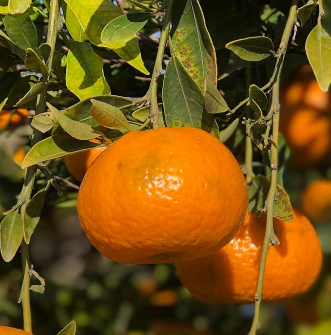 Orange Essential Oil - Direct from Citrusmade in Sicily- Pure Essential Oils for Diffusers and Aromatherapy - 100% Pure Therapeutic Grade (2LBS)