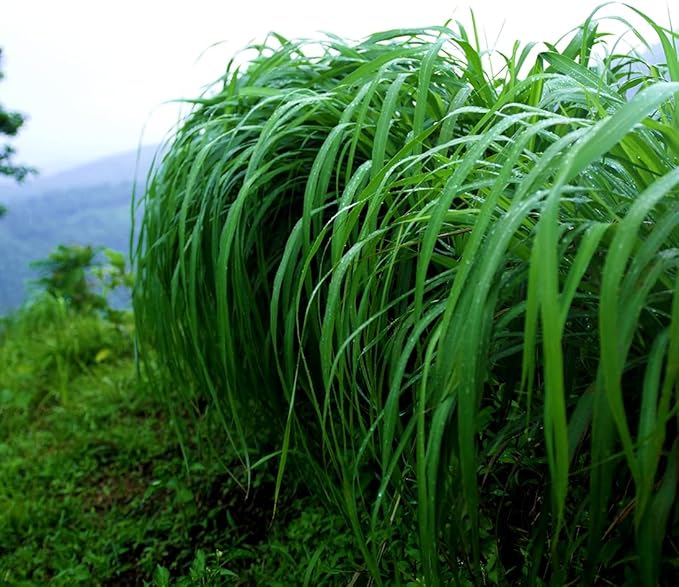 Citronella Essential Oil - Direct from Central Java, Indonesia - Pure Essential Oil for Diffusers and Aromatherapy | 100% Pure Therapeutic Grade (2lbs)
