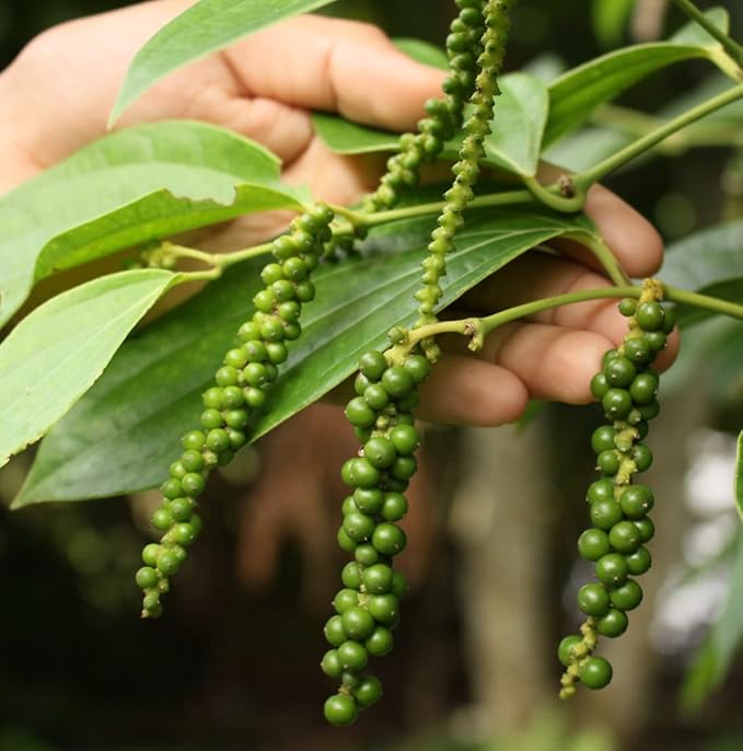 Black Pepper Essential Oil - Direct from Madagascar Farms - Steam Distilled - Aceite Pimienta Negra for Aromatherapy, Massage, Diffuser, DIY Candle and Soap Making - 5ml