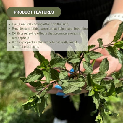 Peppermint Essential Oil - Direct from Norex Flavours India - Steam Distilled - Aceite Esencial de Menta for Aromatherapy, Massage, Diffuser, DIY Candle and Soap Making - 8oz