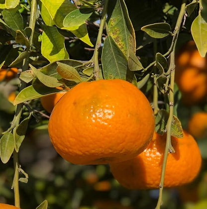 Orange Essential Oil - Direct from Citrusmade in Sicily- Pure Essential Oils for Diffusers and Aromatherapy - 100% Pure Therapeutic Grade (2LBS)