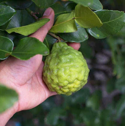 Bergamot Essential Oil - Direct from Citrusmade in Sicily- Pure Essential Oil for Diffusers and Aromatherapy | 100% Pure Therapeutic Grade (8oz)