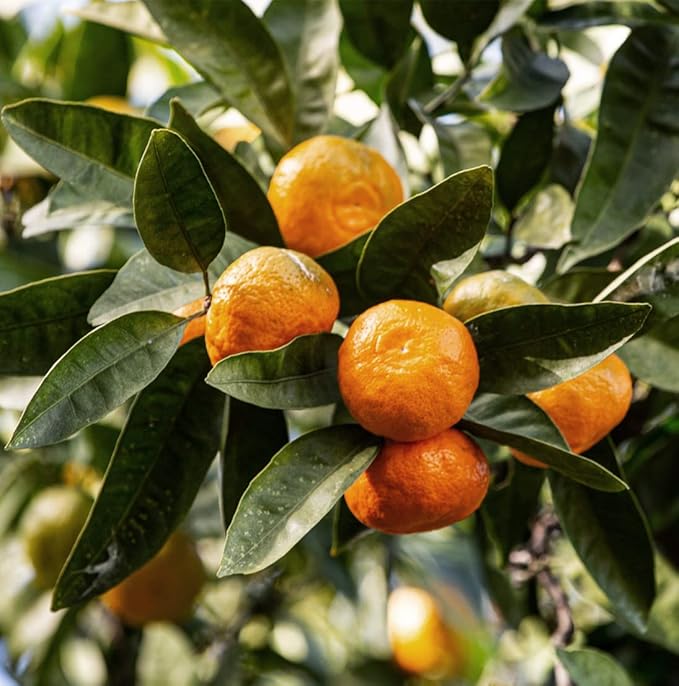 Tangerine Essential Oil - Direct from Citrusmade Italy - Cold Pressed - Aceite Esencial de Mandarina for Aromatherapy, Massage, Diffuser, DIY Candle and Soap Making - 22lbs