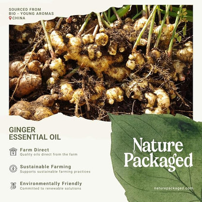 Ginger Essential Oil - Direct from Bio-Young Aromas - Pure Ginger Oil for Skin - Aceite de Jengibre - Aromatherapy 100% Therapeutic Premium Grade (2lbs)
