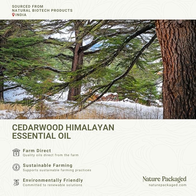 Cedarwood Himalayan Essential Oil - 100% Pure Steam Distilled Natural Cedarwood Himalayan Oil (Aceite de Cedro) from Natural Biotech NBT India for Aromatherapy & DIY Projects - 2lbs