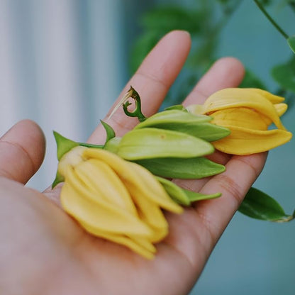 Ylang Ylang Essential Oil - Direct from Malagassi Essential Oils Madagascar - Steam Distilled - Aceite de Ylang Ylang for Aromatherapy, Diffuser, DIY Candle and Soap Making - 2lbs