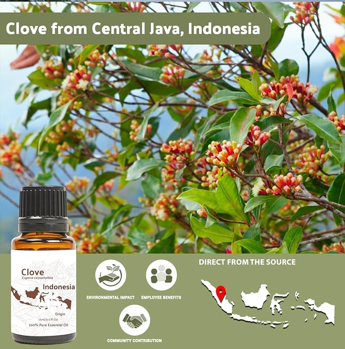 Clove Essential Oil - 100% Pure Steam Distilled Natural Aceite de Clavo from Indonesia for Aromatherapy & Wellness - Premium Grade (8oz)