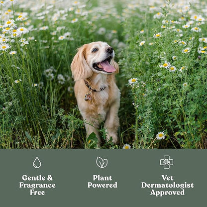Dandylion Soft Paws Lotion with Brush | Dog Paw Balm & Paw Butter | Hydrating, Vet-Approved, Lick-Safe, Fragrance-Free | pH-Balanced for Itchy, Dry, Cracked Dog Paws | 0.6 fl oz