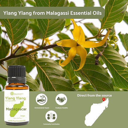Ylang Ylang Essential Oil - Direct from Malagassi Essential Oils Madagascar - Steam Distilled - Aceite de Ylang Ylang for Aromatherapy, Diffuser, DIY Candle and Soap Making - 2lbs