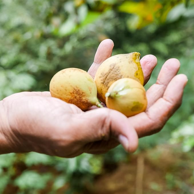 Nutmeg Essential Oil - Direct from Central Java, Indonesia - Pure Essential Oils for Diffusers, Muscle Relief and Aromatherapy | Premium Therapeutic Grade (2lbs)
