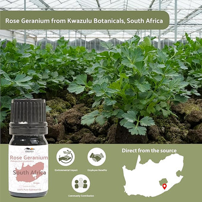 Rose Geranium Essential Oil - Direct from Kwazulu Botanicals in South Africa- Organic Essential Oils for Body, Diffusers, or Aromatherapy | Pure Therapeutic Grade (5ml)
