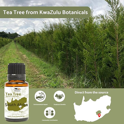 Tea Tree Essential Oil - Direct from Kwazulu Botanicals South Africa - Steam Distilled - Aceite Esencial de Árbol de Té for Aromatherapy, Diffuser, DIY Candle and Soap Making - 22lbs