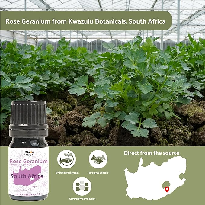 Rose Geranium Essential Oil - Direct from Kwazulu Botanicals in South Africa- Organic Essential Oils for Body, Diffusers, or Aromatherapy | Pure Therapeutic Grade (5ml)